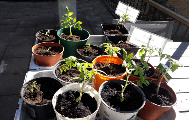 Tomatplantor630x400.gif