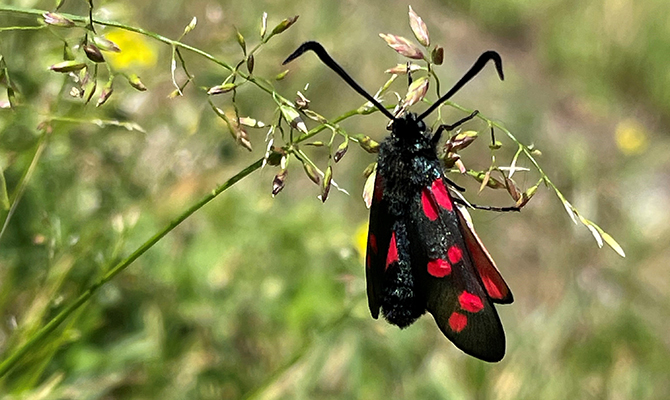 Sexfläckig bastardsvärmare.1 670x400.jpg