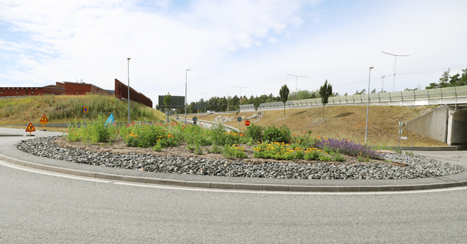 Rondell_Nacka_Gymnasium_Äng_Blomster_Sommar_juli 2025 (21) 670x350.jpg