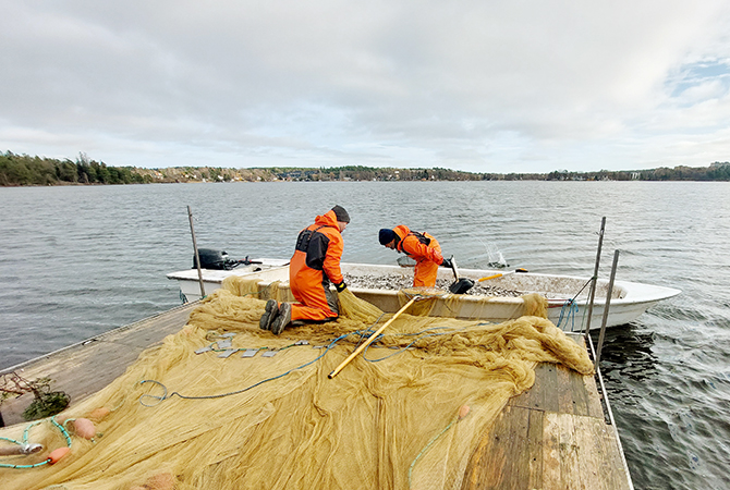 Reduktionsfiske - Ältasjön nov. 2024 (12) 670x450.jpg